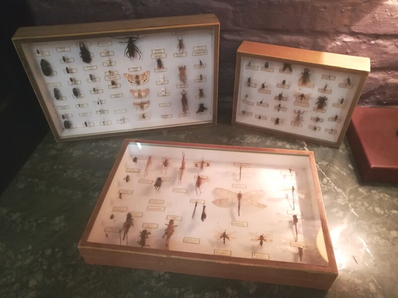 Set of 3 entomology various insects glass boxes